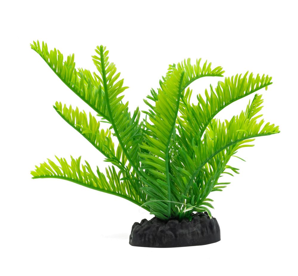 AQ Fern Green 15cm 1DA460