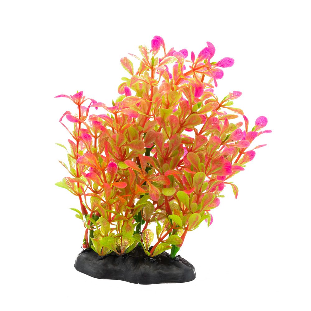 AQ Rotala Plant Pink 15cm 1DA465