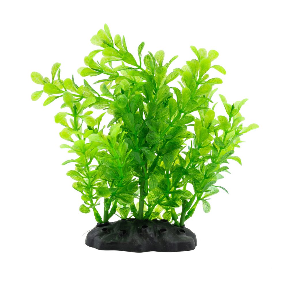 AQ Rotala Bush Green 15cm 1DA466