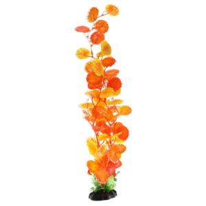 AQ Moneywort Orange