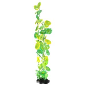AQ Moneywort Orange