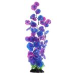 AQ Moneywort Purple