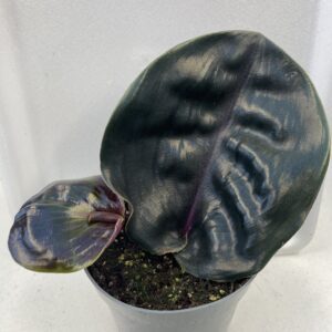 PR Live plant. Geo Plant 'Midnight Pearl' (Large)