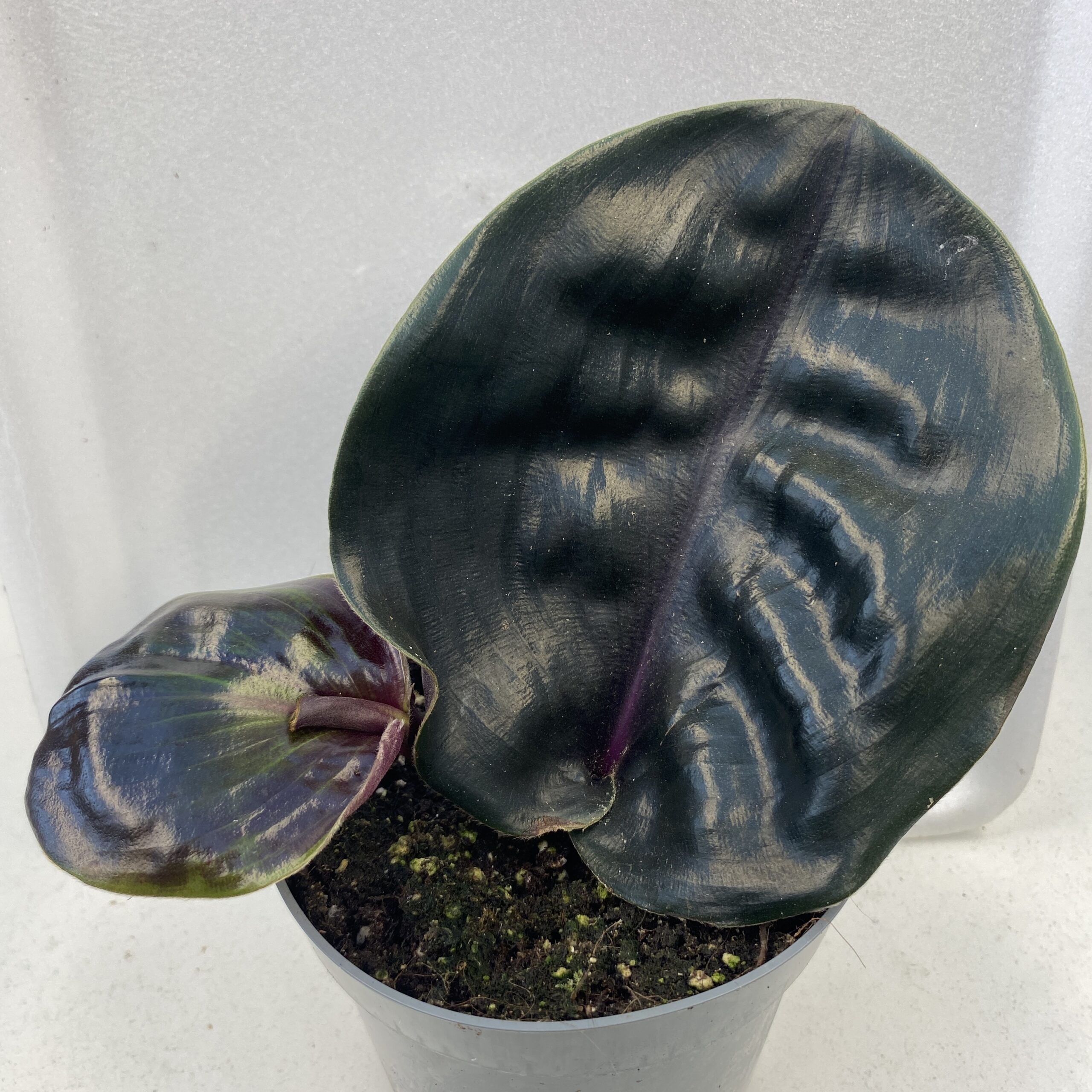 PR Live plant. Geo Plant 'Midnight Pearl' (Large)