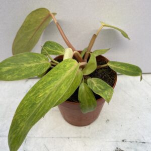 PR Live plant. Philodendron 'Painted Lady' (Large)
