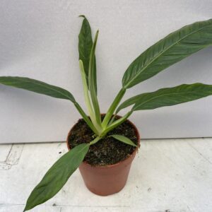 PR Live plant. Philodendron campii (Large)