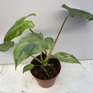 PR Live plant Philodendron 'Paraiso Verde' (Large)