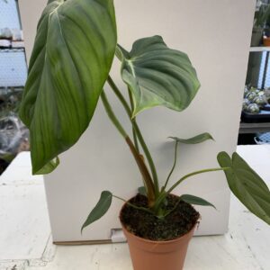 PR Live plant. Philodendron pastazanum (Large)