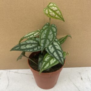 PR Live plant. Piper Plant 'Green' (Large)