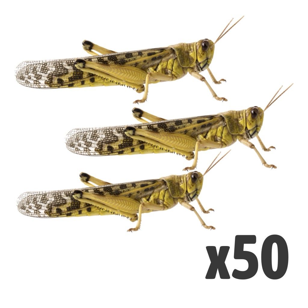 Locusts, Adult (Bag of 50)