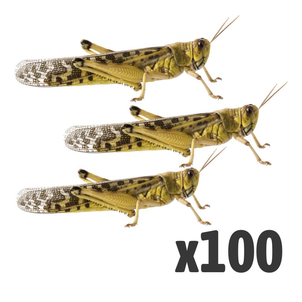 Locusts, Adult (1 X BAG OF 100)