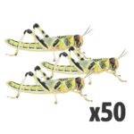 Locusts, Extra-Large (Bag of 50)