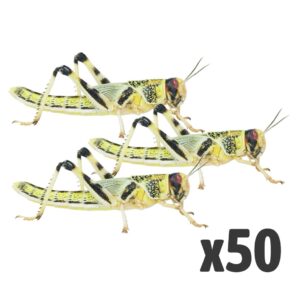Locusts, Extra-Large (Bag of 50)