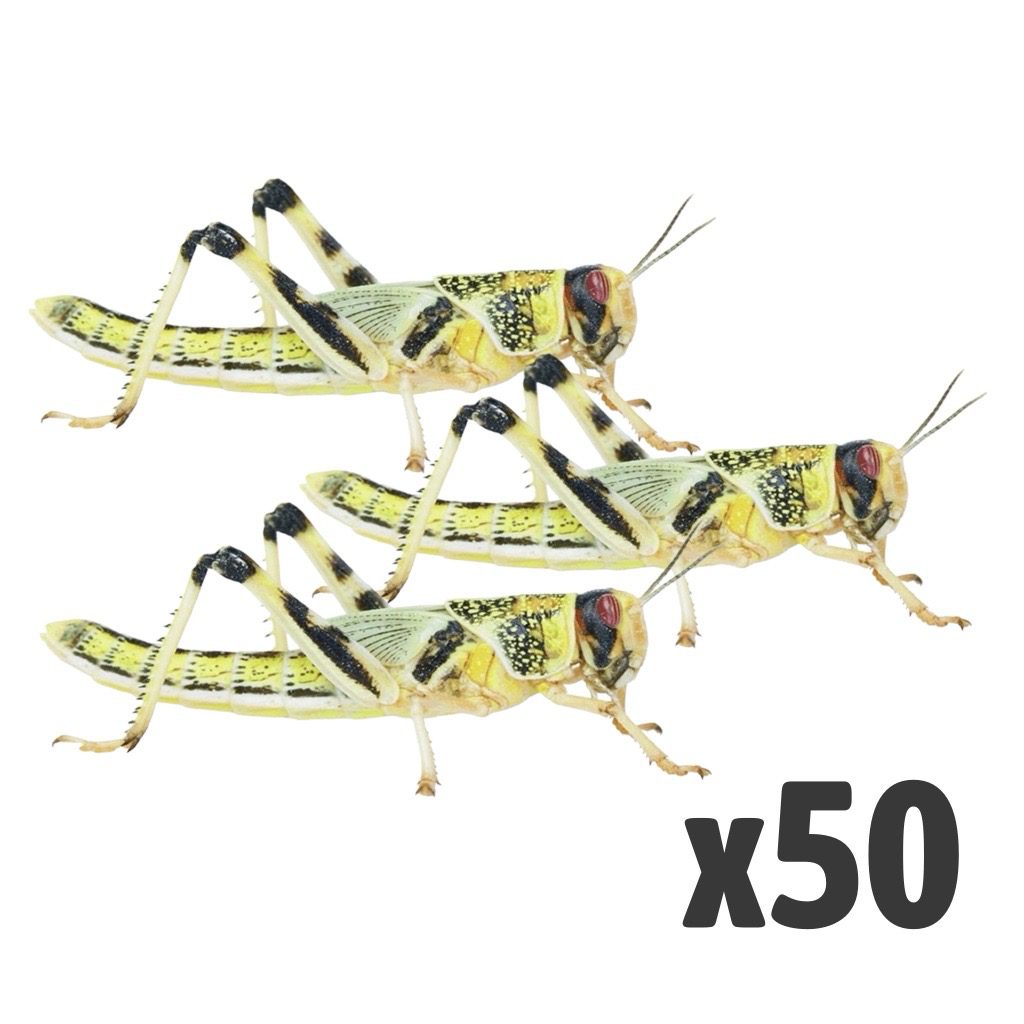 Locusts, Extra-Large (Bag of 50)