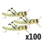 Locusts, X-Large (1 x BAG OF 100)