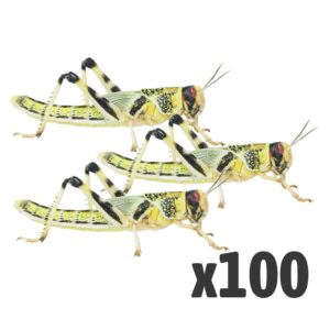 Locusts, X-Large (1 x BAG OF 100)