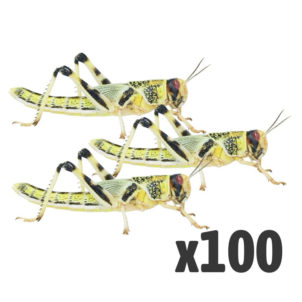 Locusts, X-Large (1 x BAG OF 100)