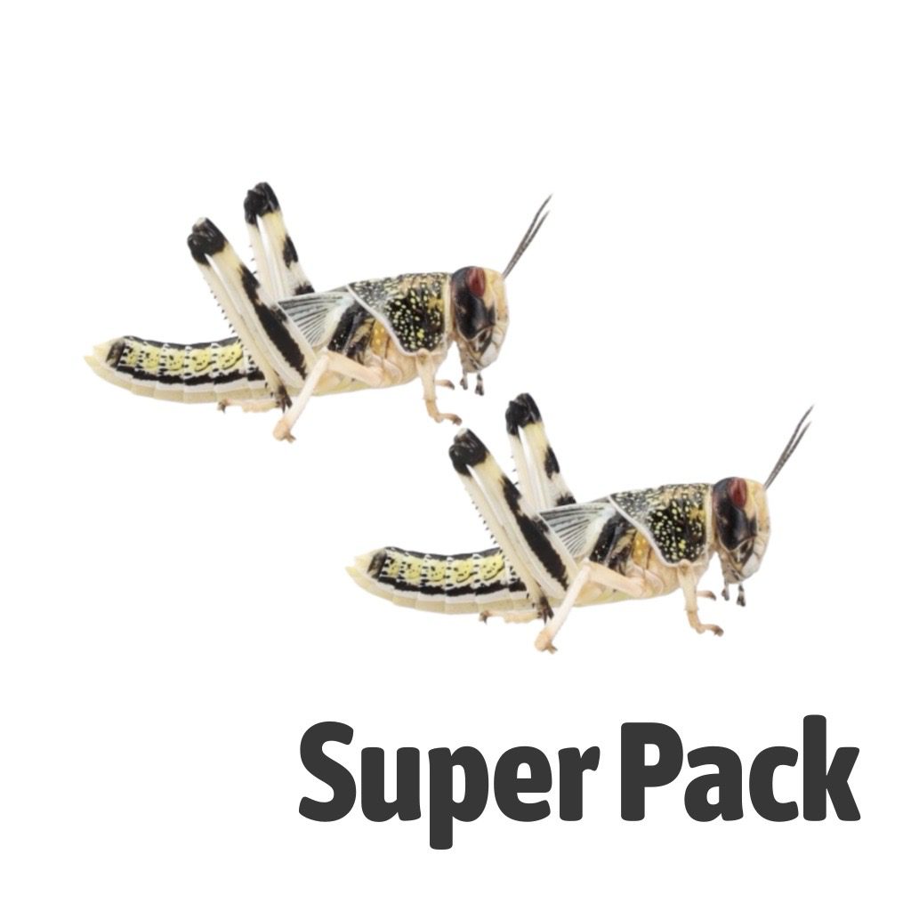 Locust SUPER-PACK, Large