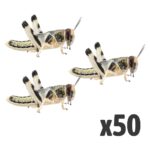 Locusts, Large (Bag of 50)