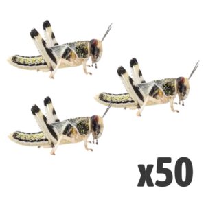 Locusts, Large (Bag of 50)
