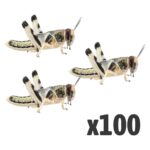 Locusts, Large (1 X BAG OF 100)
