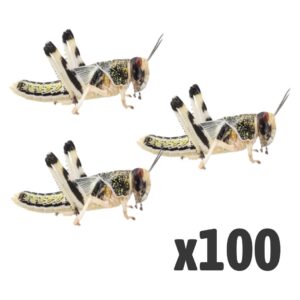 Locusts, Large (1 X BAG OF 100)