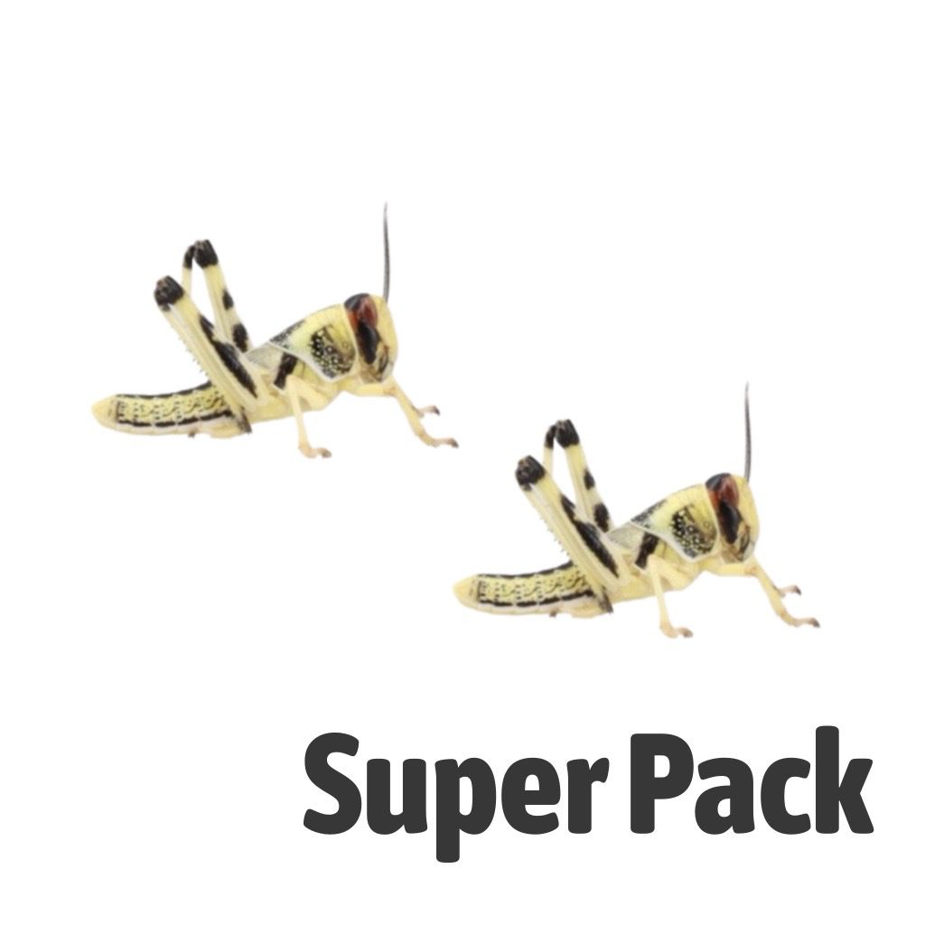 Locust SUPER-PACK, Medium