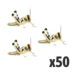 Locusts, Medium (Tub of 50)