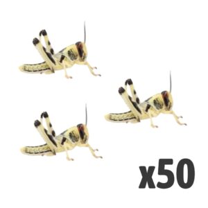 Locusts, Medium (Tub of 50)