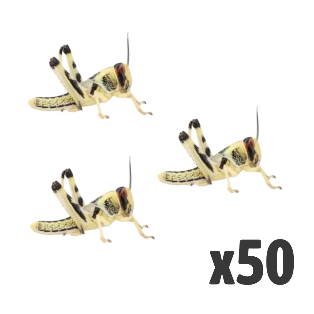 Locusts, Medium (Tub of 50)