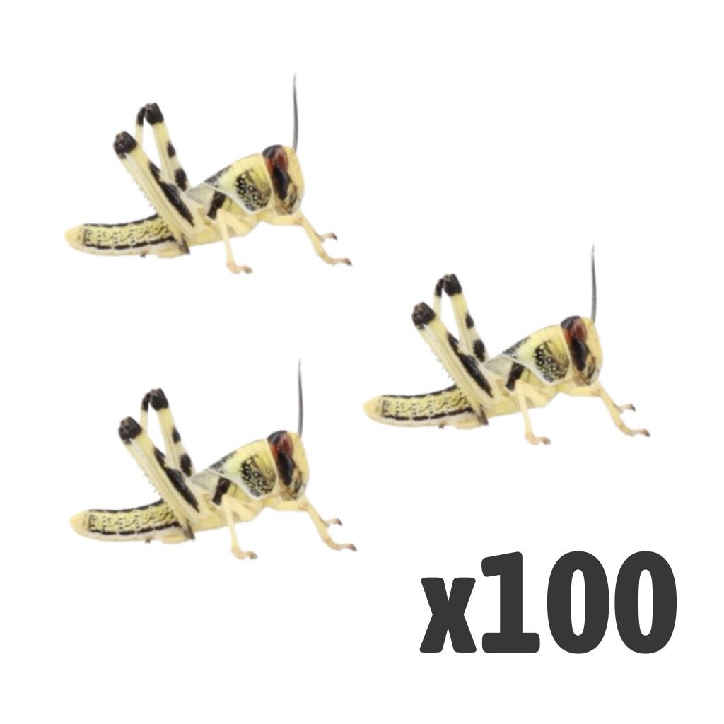 Locusts, Medium (1 X BAG OF 100)