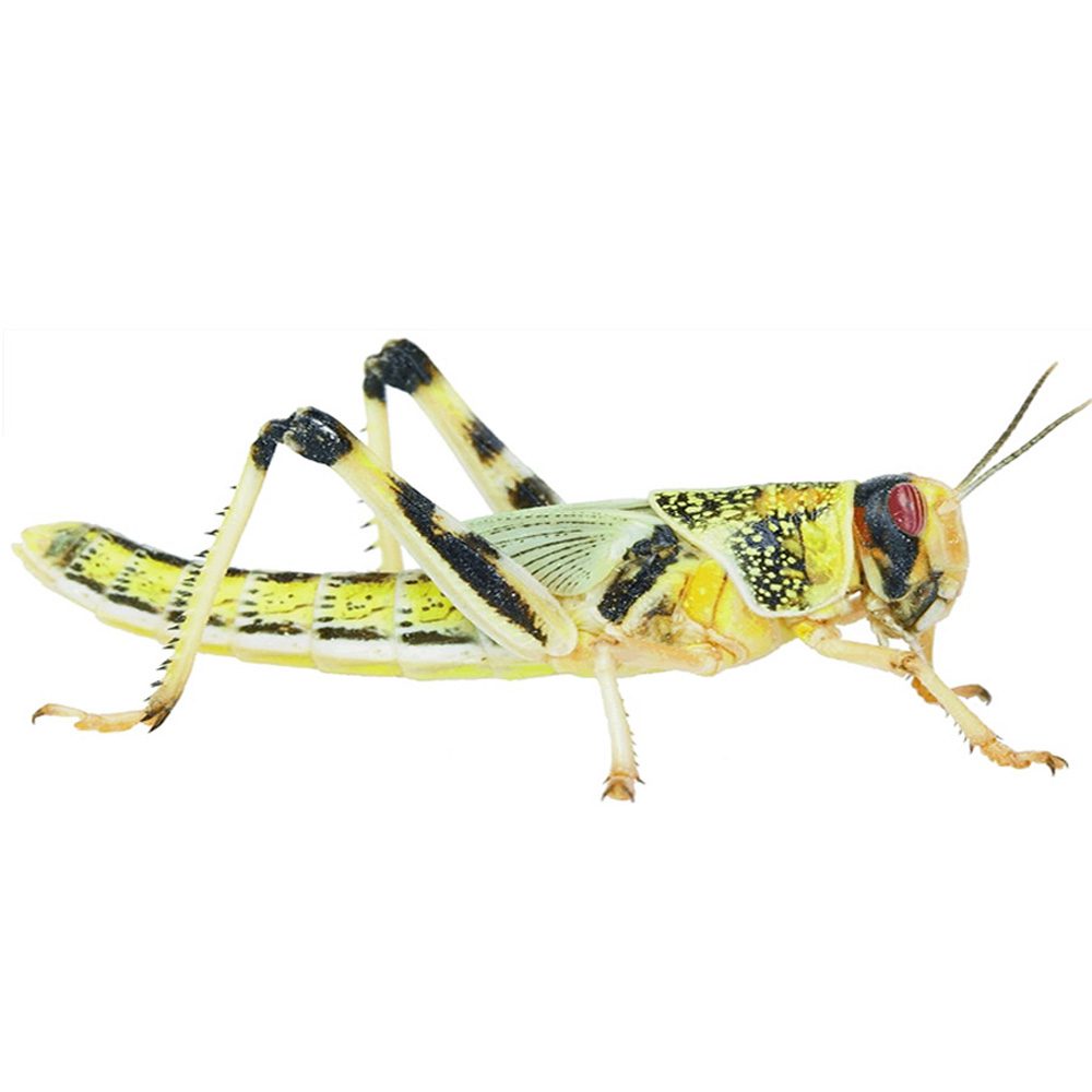 Locusts, Medium (1 X BAG OF 100)