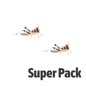 Locust SUPER-PACK, Small