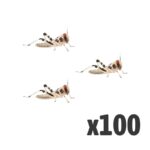 Locusts, Small (Tub of 100)
