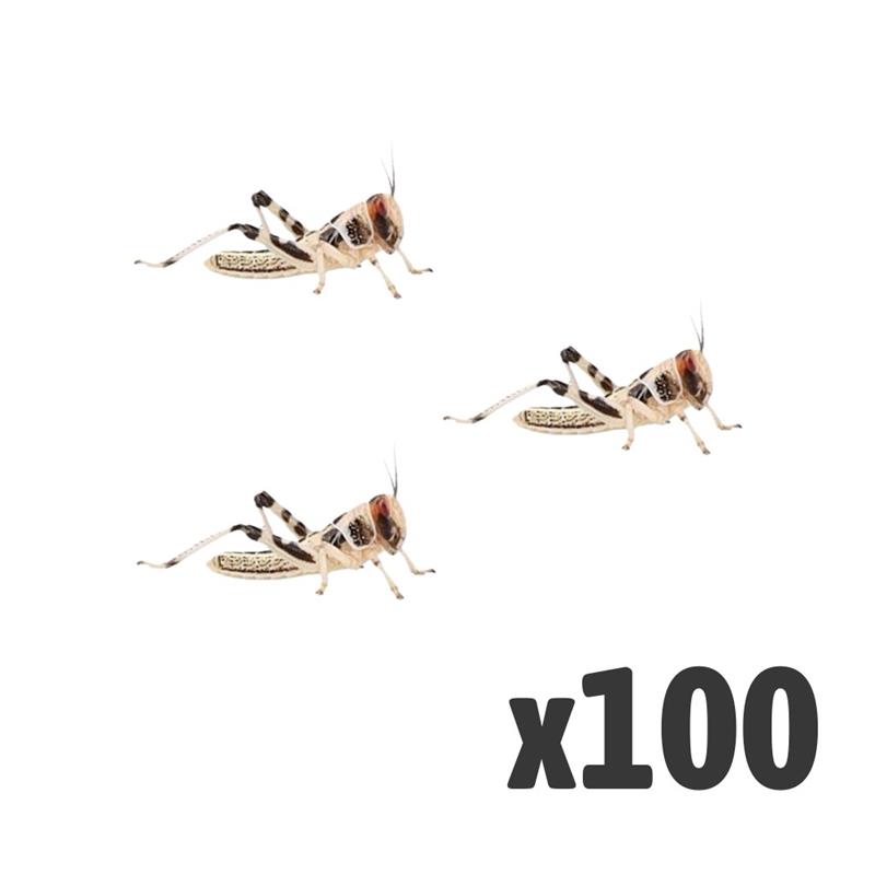 Locusts, Small (Tub of 100)