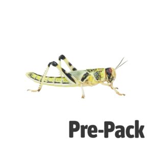 Locust pre-pack, Extra-Large