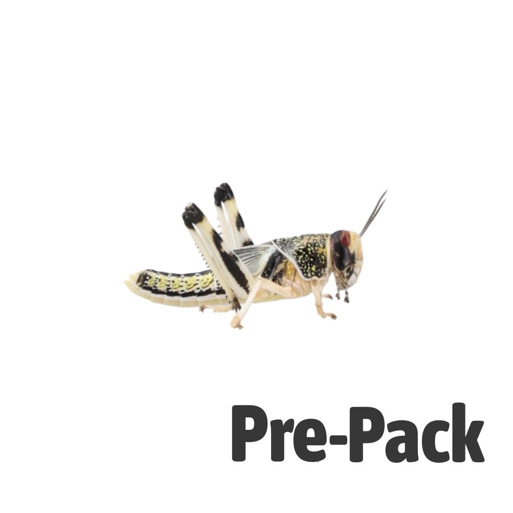 Locust pre-pack, Large