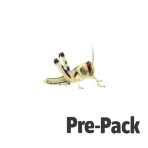 Locust pre-pack, Medium