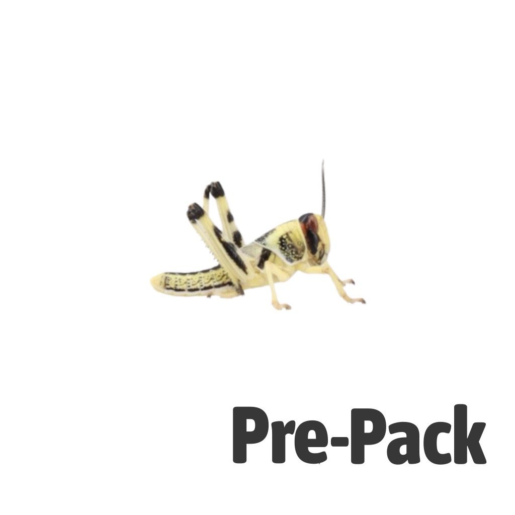 Locust pre-pack, Medium