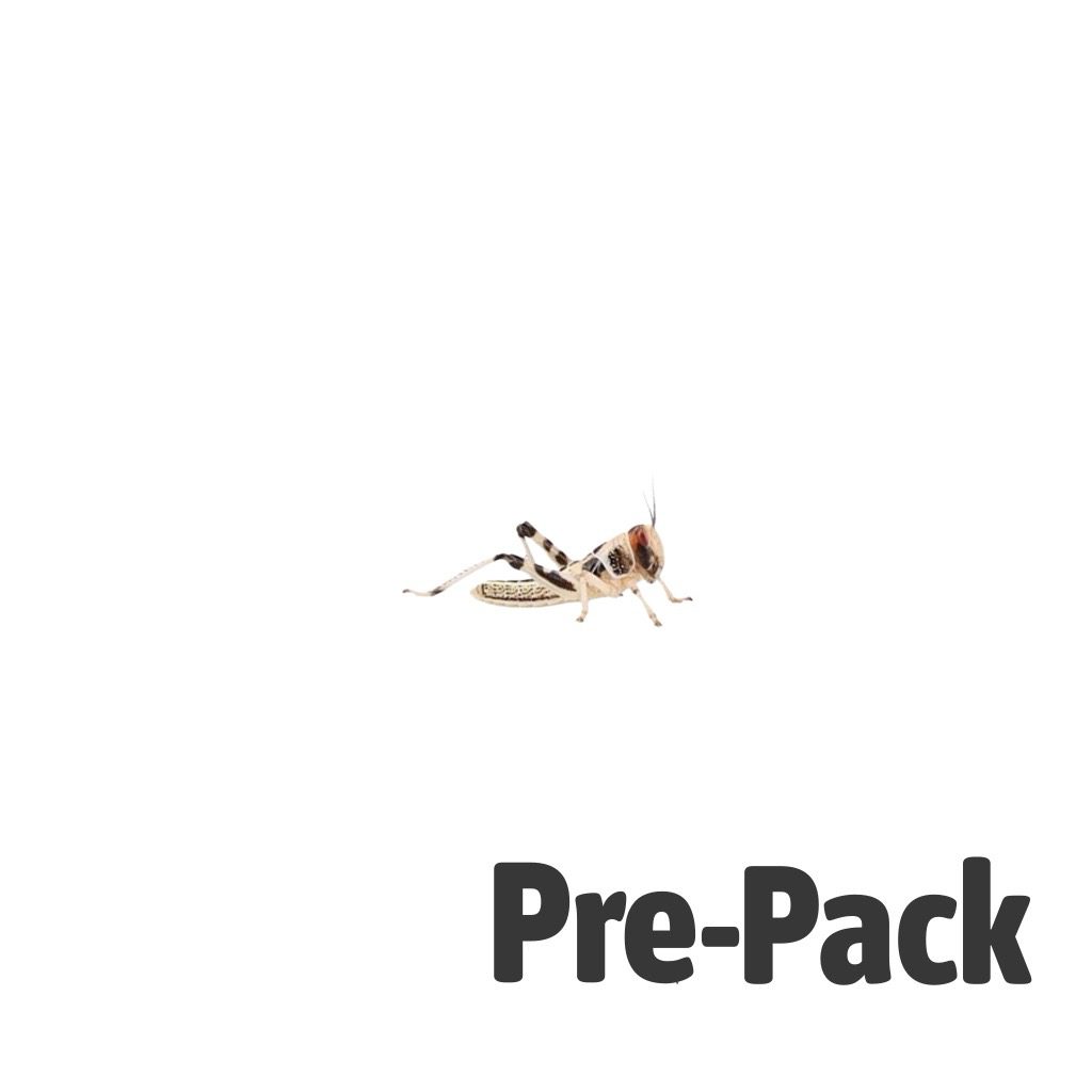 Locust pre-pack, Small (Hatchling)