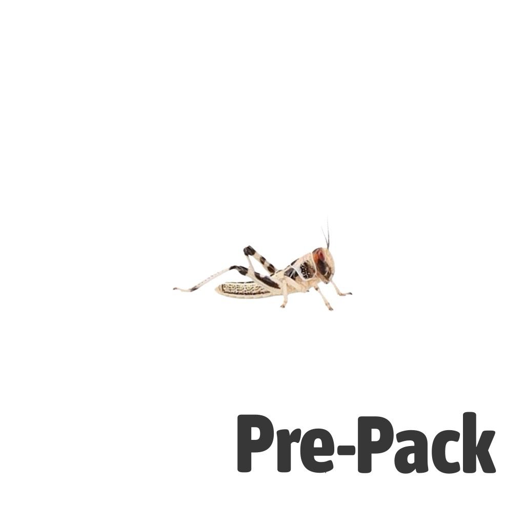 Locust pre-pack, Small