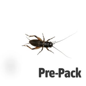 Black Crickets pre-pack, Stand/Large