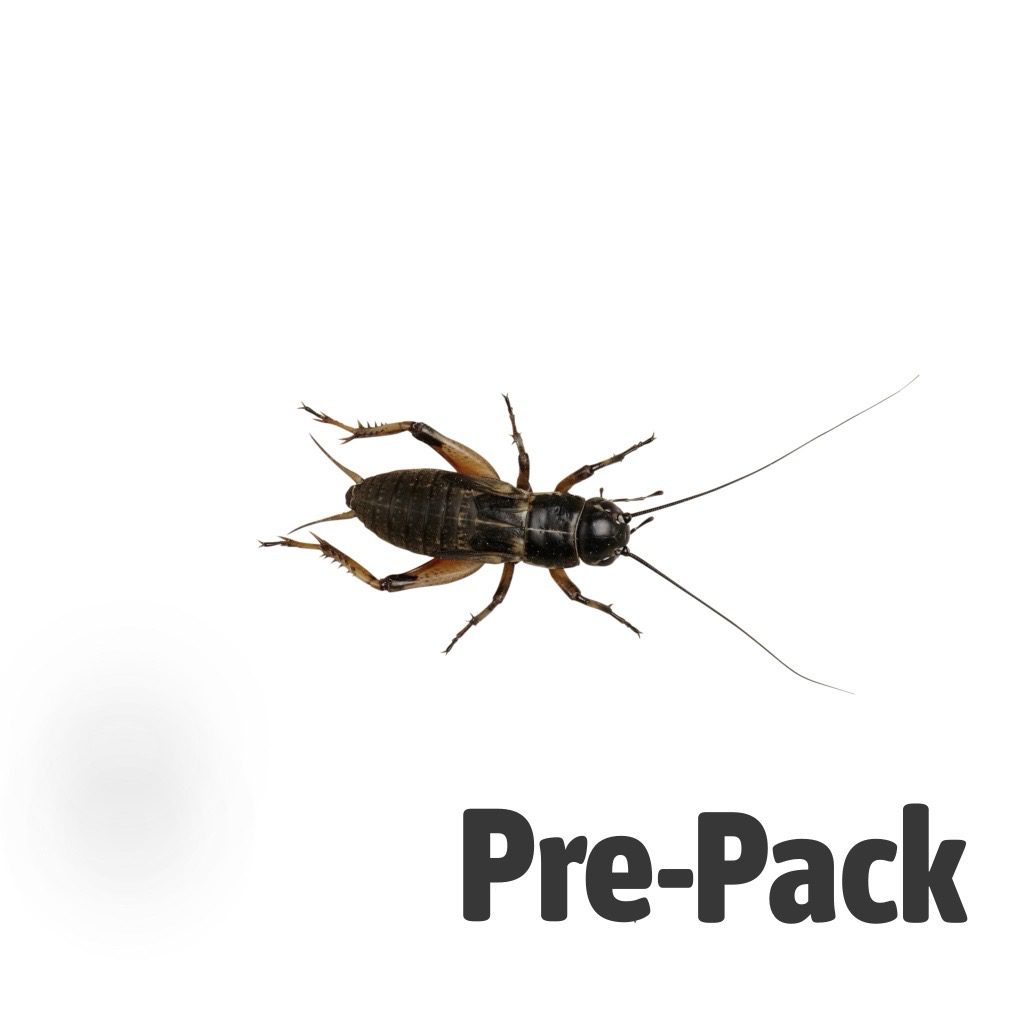 Black Crickets pre-pack, Stand/Large