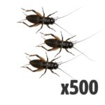 Black Crickets, Stand/Lge (Bag of 500)