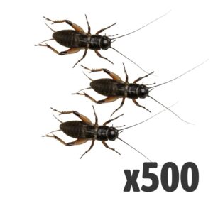 Black Crickets, Stand/Lge (Bag of 500)