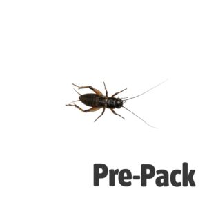 Black Crickets pre-pack, Medium