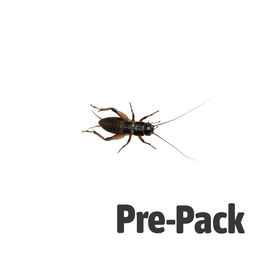 Black Crickets pre-pack, Medium