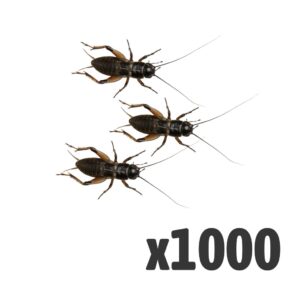 Black Crickets, Medium (Bag of 1000)