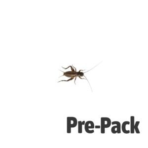 Black Crickets pre-pack, Small