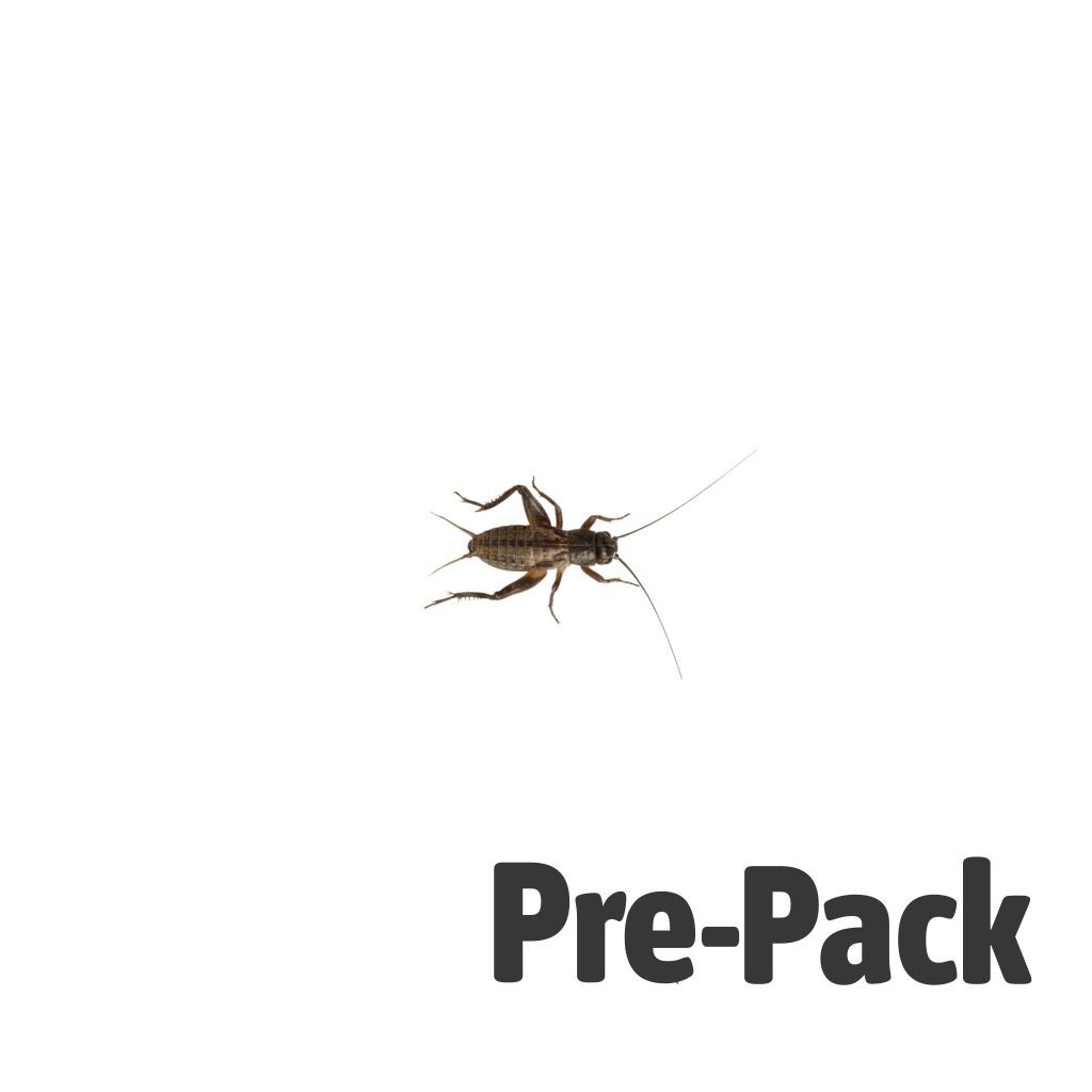 Black Crickets pre-pack, Small